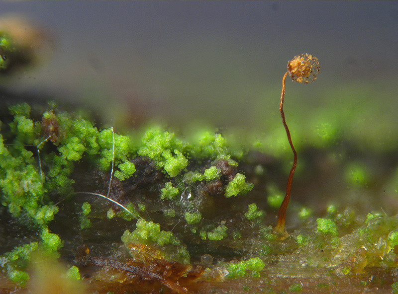 Cribraria microcarpa ?